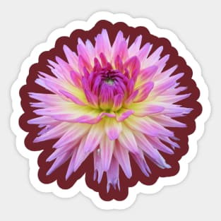 Dahlia Pink Jupiter Sticker